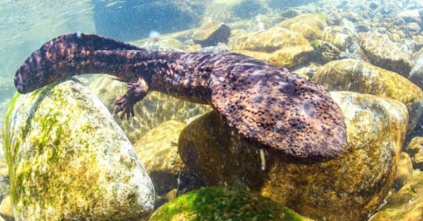 Deliciosa salamandra… ¡a punto de desaparecer!