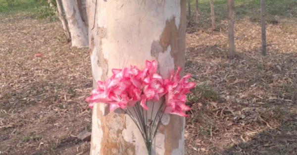 Virgen María apareció en un árbol