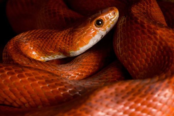 ¿Qué hacer cuando nos encontramos con una serpiente? - Mascotas - ABC Color