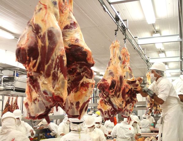 Plantas frigoríficas faenaron cerca de 148 mil bovinos menos