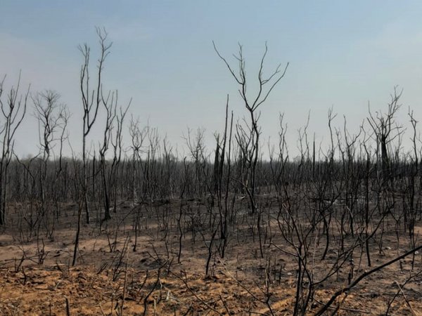 Infona investiga a 15 estancieros por incendios forestales en el Chaco
