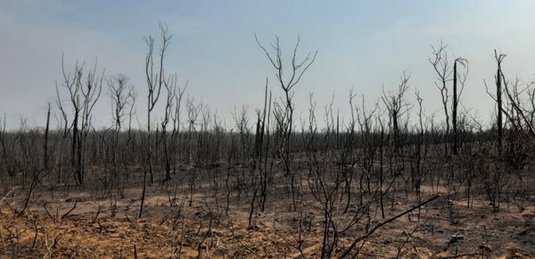 Infona investiga a 15 dueños de estancias por incendios forestales » Ñanduti
