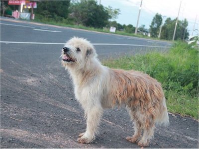 Perro se reencuentra con su dueña tras 4 años de espera en un camino