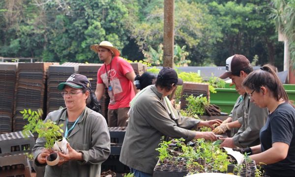 Itaipú ofrece plantines de especies nativas al público para incentivar la reforestación