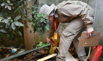 Minga Guazú con alarmante índice de infestación de dengue