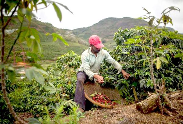 Brasil prevé una baja de 20,5% en la cosecha de café en 2019