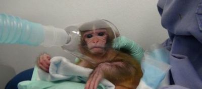 Monos se volvieron inmunes tras inocularles virus del ébola con mutación - Ciencia - ABC Color