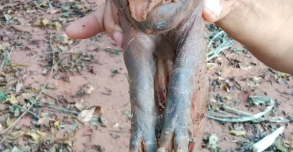 Nació chanchito con “trompa” de elefante