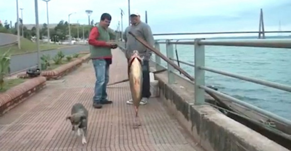 Encar: pescó  un pacú de  ¡28 kilos!