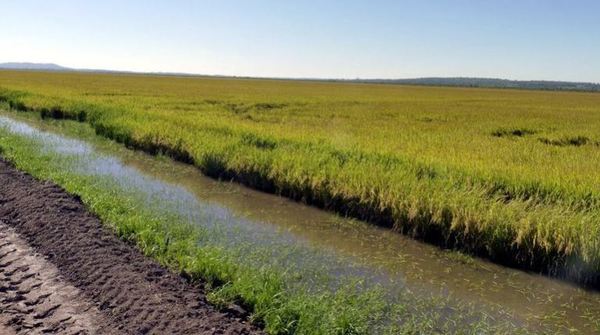 Créditos para el cultivo de arroz se contrajeron 2,5%