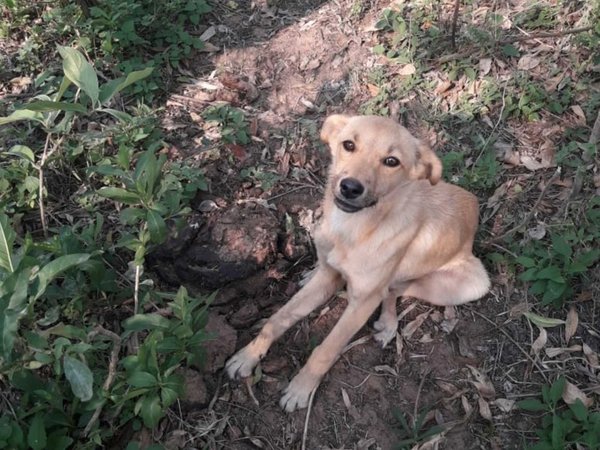 En grupo de WhatsApp se organizaron para encontrarle hogar a un perrito abandonado
