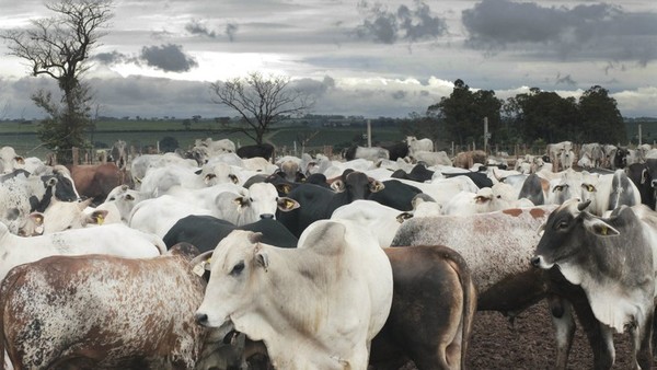 El precio del ganado gordo se afirma y llega a U$S 2,80 el novillo trazado
