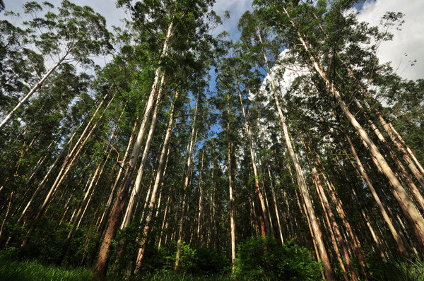 Instan a la protección y conservación de la Reserva Natural Morombí » Ñanduti