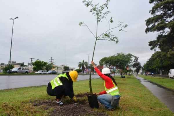 ATP realizará una plantación masiva de árboles en el día de la Primavera » Ñanduti