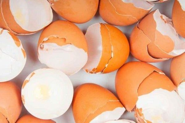 Cáscara de huevo o espinaca como “andamios” de tejidos en trasplantes - Ciencia - ABC Color