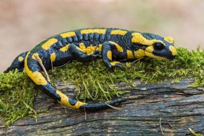 Identifican una nueva salamandra gigante como el anfibio más grande del mundo - Ciencia - ABC Color