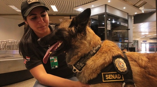 Condecorarán a Ala, la agente canina de la Senad