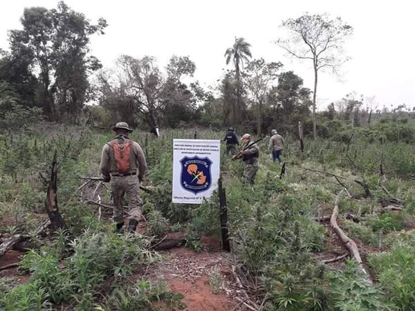 Destruyen 3 hectáreas de plantación de marihuana en Canindeyú