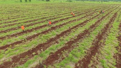 Plantan 55 mil árboles nativos en reserva Tatí Yupí
