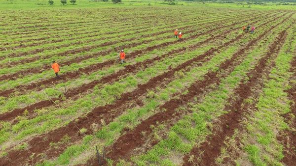 Plantan 55 mil árboles nativos en reserva Tatí Yupí