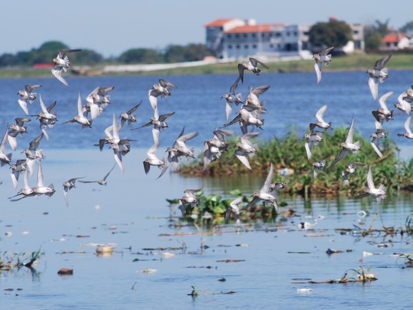 Convocan a limpiar la bahía de Asunción