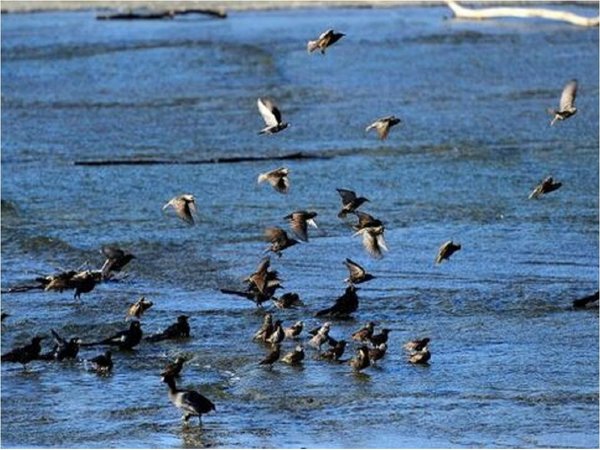 EEUU y Canadá perdieron un 29% de sus pájaros en los últimos 50 años