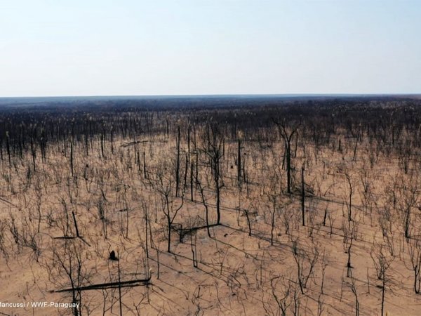 Riesgo de incendio persiste y suman 241.299 ha. quemadas