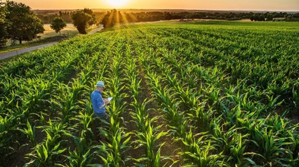 Créditos de bancos para agribusiness aumentó 21%