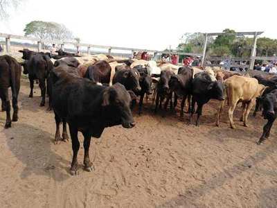 ENTREGA DE 82 ANIMALES A PRODUCTORES DE SAN PEDRO DEL PNÁ.