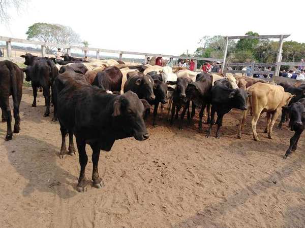 ENTREGA DE 82 ANIMALES A PRODUCTORES DE SAN PEDRO DEL PNÁ.