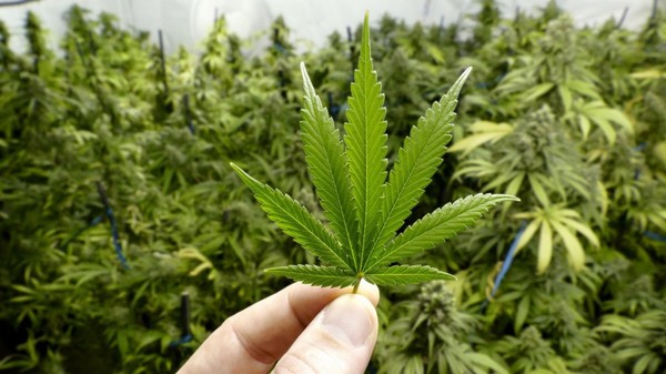 Negocio del cannabis: uso medicinal alienta asociación empresarial en Paraguay