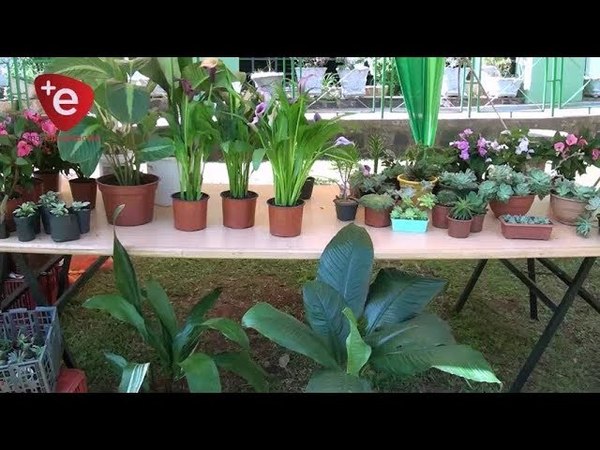 EXPOSICIÓN DE FLORES EN ENCARNACIÓN