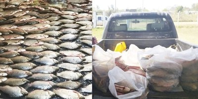 MADES DONA 350 KILOS DE PESCADOS DECOMISADOS A ENTIDADES BENÉFICAS DE PILAR