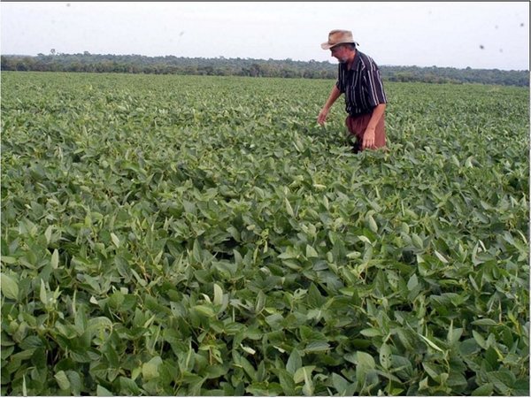 Previsión de lluvias genera buenas expectativas para el cultivo de soja