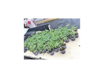 Piden que cannabis local se utilice para   producir fármacos