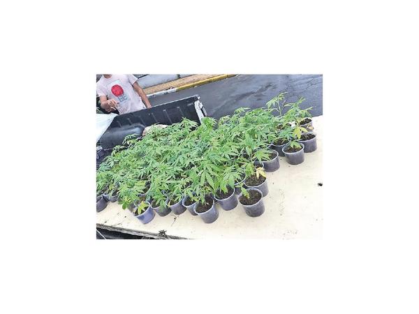 Piden que cannabis local se utilice para producir fármacos