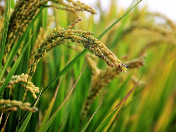 Paraguay exportará arroz a Irak