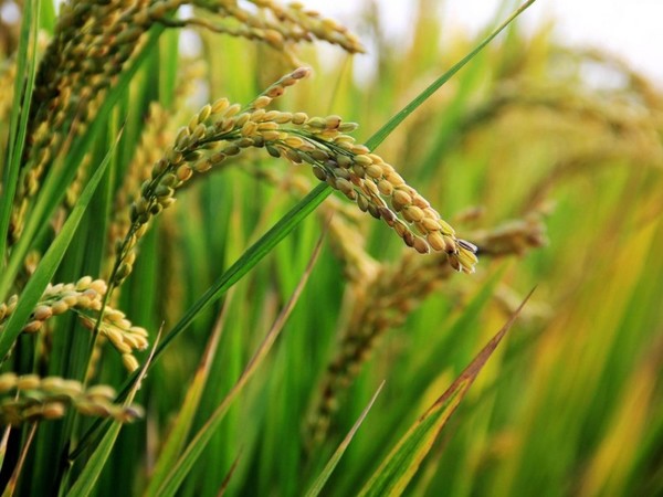 Paraguay exportará arroz a Irak
