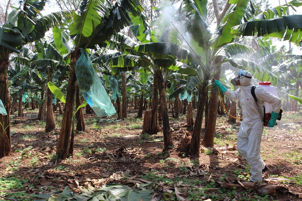 Fortalecen la producción de banana en Cordillera » Ñanduti
