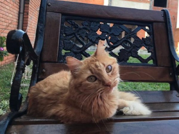 Buscan a Michifú, el gato que habría sido tirado a la calle