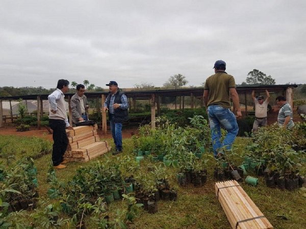 Plantatón 2019 adhiere a 25 municipios del Departamento de Itapúa