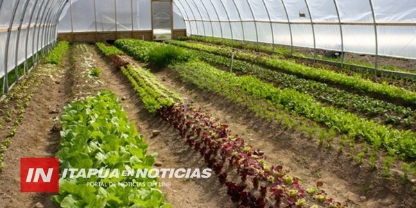 CREAN VIVERO DEPARTAMENTAL HORTÍCOLA DE ITAPÚA