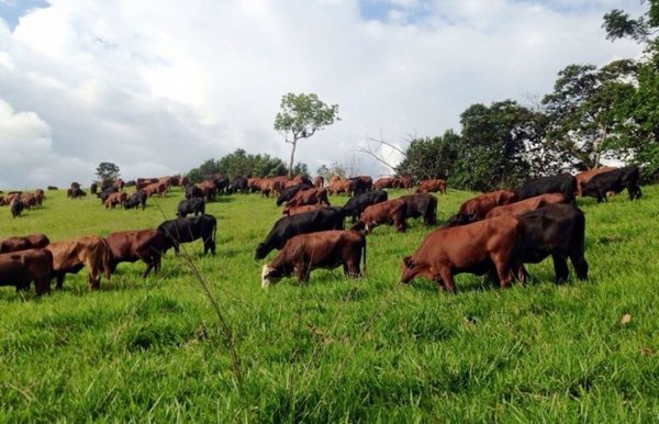 Uruguay comienza a exportar genética Brangus a Centroamérica. Criadores paraguayos ven que puede ser también una oportunidad para nuestro país