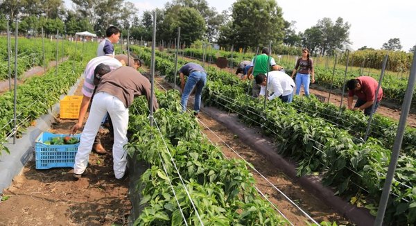 Factor climático de los últimos meses influyó en la disminución de la producción agropecuaria