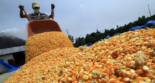 Maíz, trigo y alcohol etílico fueron las exportaciones más dinámicas a noviembre según el BCP