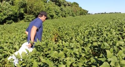 Exportación de soja aumentó 17,3% a junio de este año