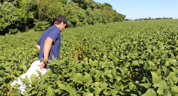 Exportación de soja aumentó 17,3% a junio de este año