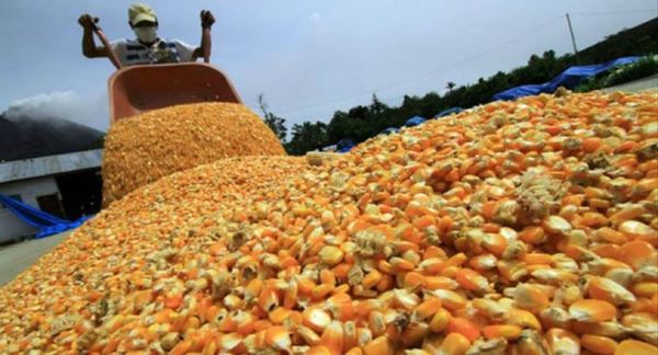 Consumo de maíz crecerá 400.000 toneladas este año