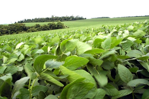 Ingreso por exportaciones llegan a 3.139 millones de dólares