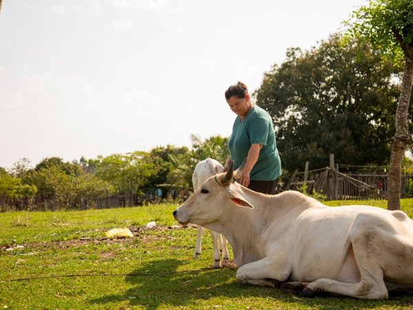 Producción animal, fuente de ingresos para familias de Tenonderã